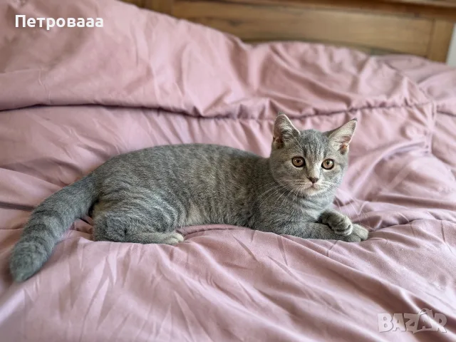 Британски  котета , снимка 2 - Британска късокосместа - 56074503