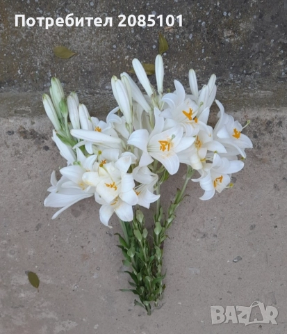 Луковици от Бял Крем (Мадонска Лилия / Lilium Candidum), снимка 4 - Градински цветя и растения - 56087751