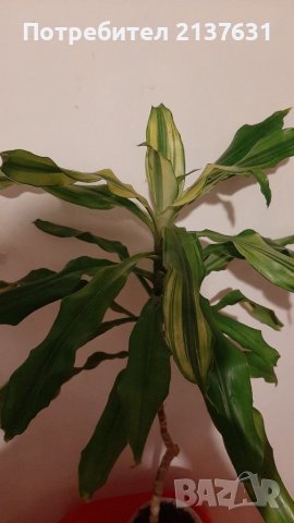 ДРАЦЕНА ФРАГРАНС , снимка 1