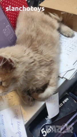 Подаряваме малко коте,на около месец, снимка 2 - Други - 52626994