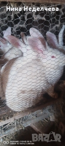 Зайци, снимка 5 - Други животни - 53218738