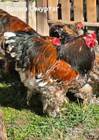 Продавам яйца от Брама: Яребична, Сьомга, Порцелан, Мотлед, Изабела, снимка 1