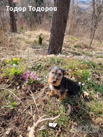 Кученце, снимка 3 - Други - 53432108