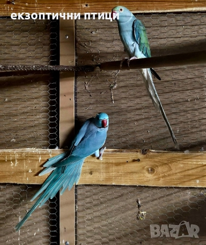 Продавам двойка М. Александри , снимка 4 - Папагали - 52528241