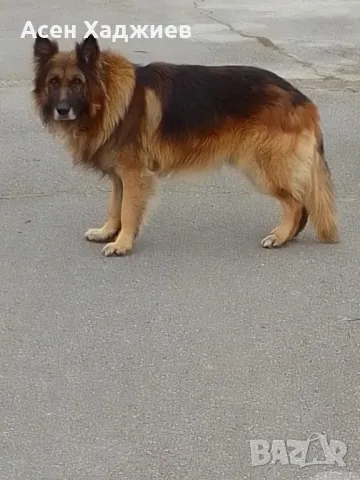 Дългокосместа немска овчарка за разплод, снимка 5 - Немска овчарка - 48694438