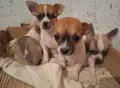Кученца чихуахуа , снимка 8