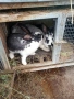 продавам  домашни зайци за клане, снимка 8