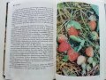 Албум за растения и животни - Н.Боев,С.Петров,П.Кръстев - 1976г., снимка 3