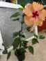 Хибискус Маделин шампион, снимка 2