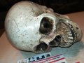 черепа 20х16х14см-антика 0101231028, снимка 7