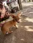 Малко пинчерче търси нов дом , снимка 3