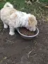 Руски цветни болонки!!, снимка 6