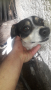 Продавам куче породата му е между Джак ръсел и Ratonero Bodeguero Andaluz- Рат Териер, снимка 1 - Джак ръсел териер - 44760554