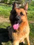 Чистокръвна немска овчарка за РАЗПЛОД, снимка 1