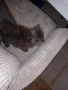 продавам персийско коте-мъжко, снимка 5