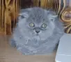 Британски и шотландки котета, снимка 6