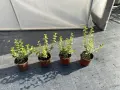 Евонимус Радиканс голд, снимка 4