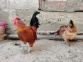Японски петлета, снимка 11