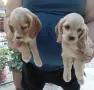 Кокер шпаньол Страхотни , снимка 1