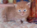 Сибирски котенца, сибирче, хипоалергично, коте, сибирска котка, снимка 7