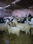 Продавам кози стадо, снимка 6