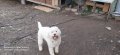 Кучета за трюфели Лагото Романьоло, снимка 15
