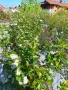 Разсад арония фиданки , снимка 6