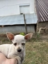продават се мини пинчери , снимка 4