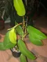 Philodendron Malay Gold , снимка 2