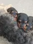 Уелски териери родени на 25.08.2026г., снимка 2