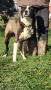 Средноазиатска овчарка - Алабай, снимка 3