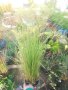 Карекс - Декоративна трева, снимка 12