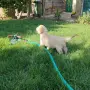 Лабрадор ретривър , снимка 7