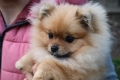 Миниатюрно момиченце померан с родословие FCI, снимка 1