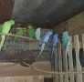 Малки александри , снимка 4