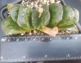 Хавортия (Haworthia truncata seiko), вкоренено сукулентно растение, снимка 1 - Стайни растения - 41477982