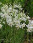 Предлагам бял крем, снимка 1 - Градински цветя и растения - 41910903