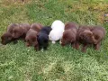 Лабрадор ретривър , снимка 5