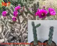 Градински студоустойчиви кактуси, снимка 8