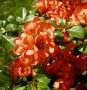 Японска дюля, снимка 1 - Градински цветя и растения - 42572062