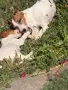🐶 Продава се чистокръвен Джак Ръсел ❤️, снимка 2