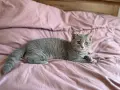 Британски  котета , снимка 2