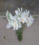 Луковици от Бял Крем (Мадонска Лилия / Lilium Candidum), снимка 4