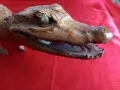 Препариран КРОКОДИЛ, Кайман, снимка 2