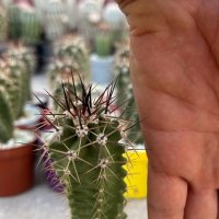 Кактуси Echinocereus Triglochidiatus, снимка 3 - Градински цветя и растения - 44326095