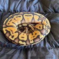 Продавам кралско питонче, питон, ball python, снимка 1 - Змии - 43486246