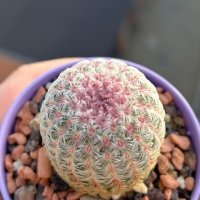 Кактус Echinocereus Rigidissimus Rubrispinus, снимка 1 - Градински цветя и растения - 44326289