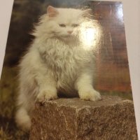 Пощенски картички котки чисти, снимка 8 - Филателия - 40420766