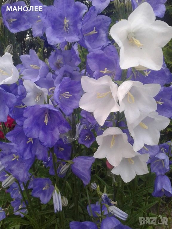 🪻🌼🪻🌼Камбанки🌼🪻🌼🪻, снимка 1