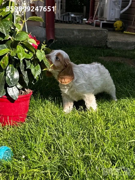 Кокер шпаньол , снимка 1